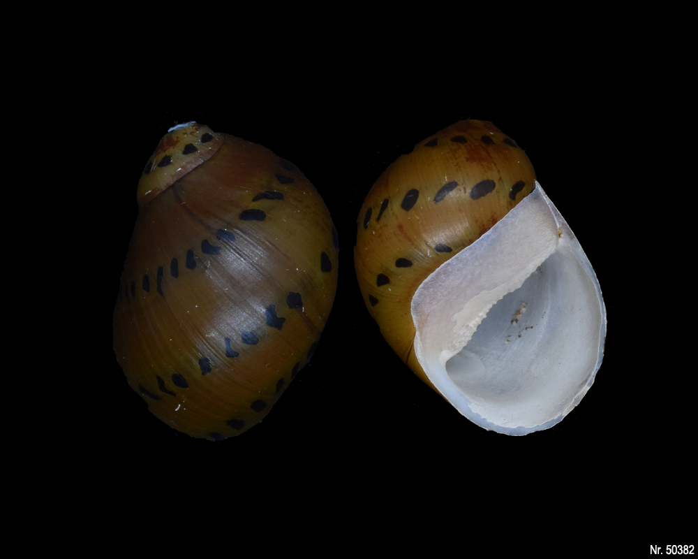 Vittina semiconica