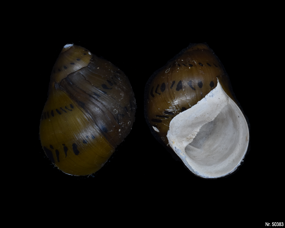 Vittina semiconica