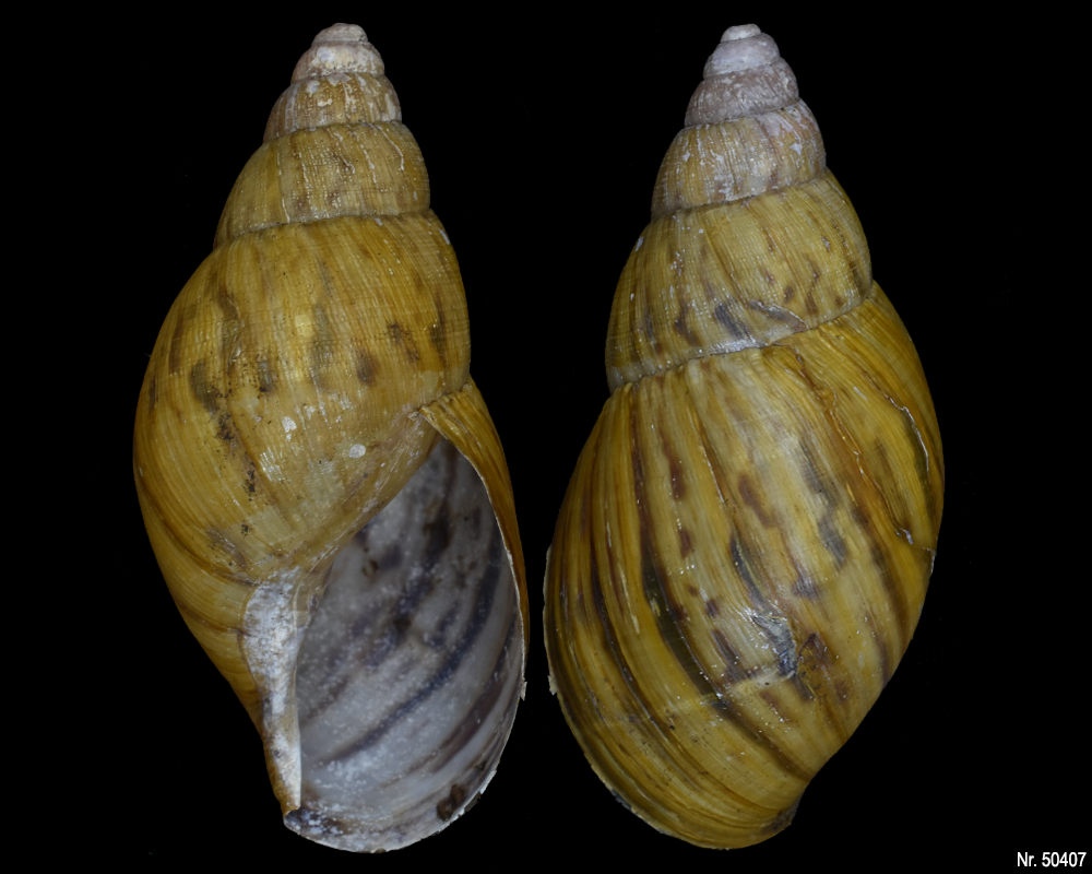 Lissachatina zanzibarica