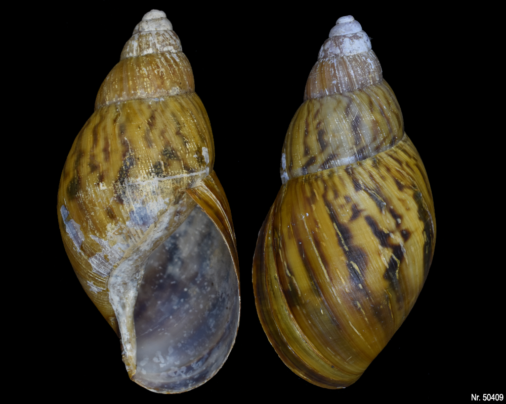 Lissachatina zanzibarica