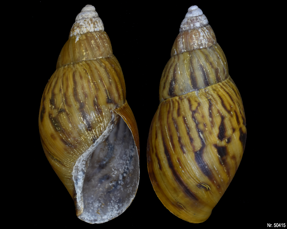 Lissachatina zanzibarica