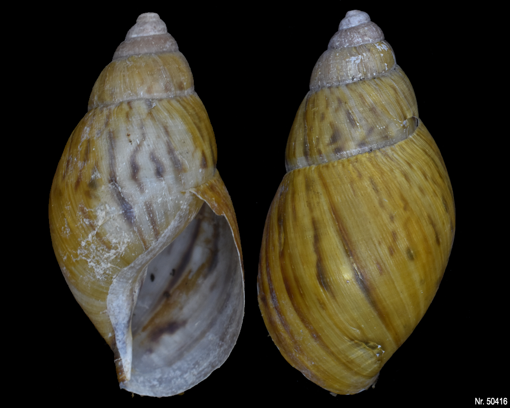 Lissachatina zanzibarica