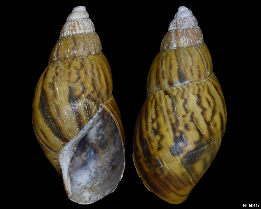 Lissachatina zanzibarica