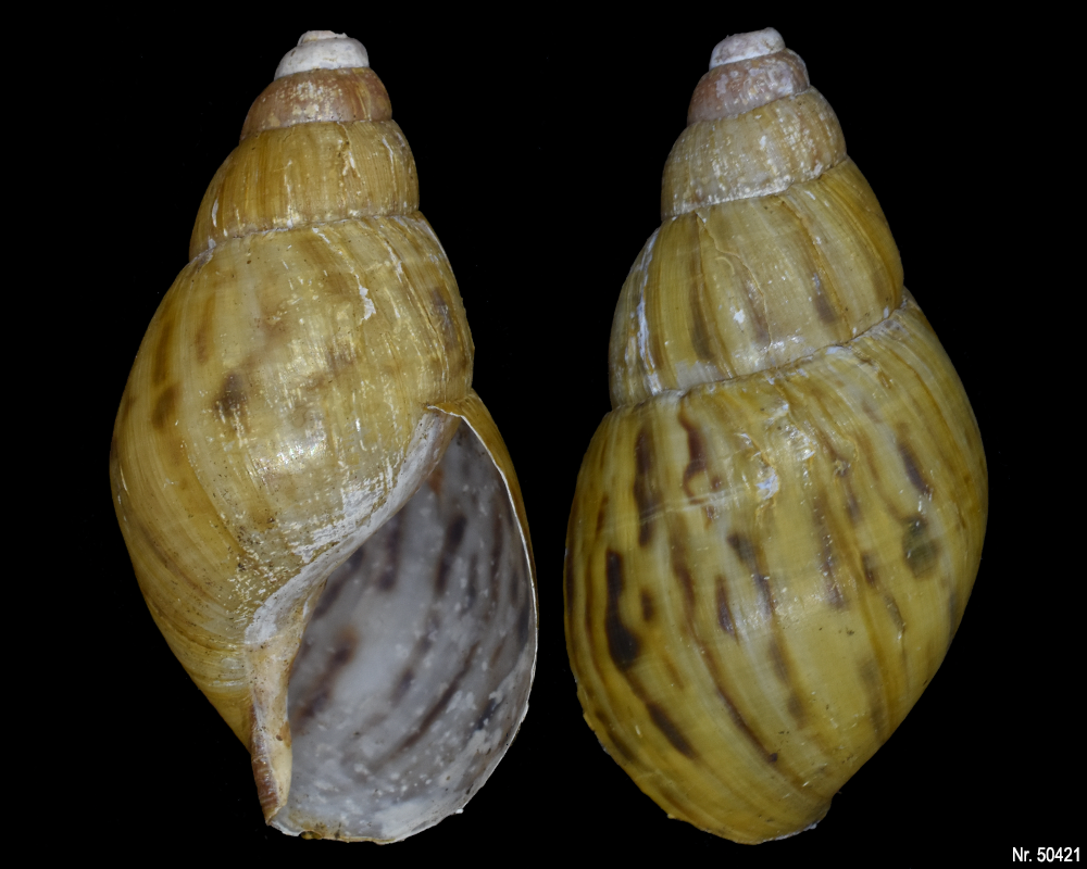 Lissachatina zanzibarica