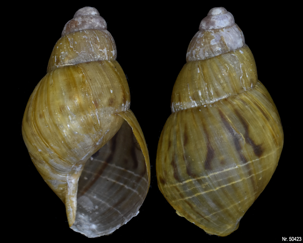 Lissachatina zanzibarica