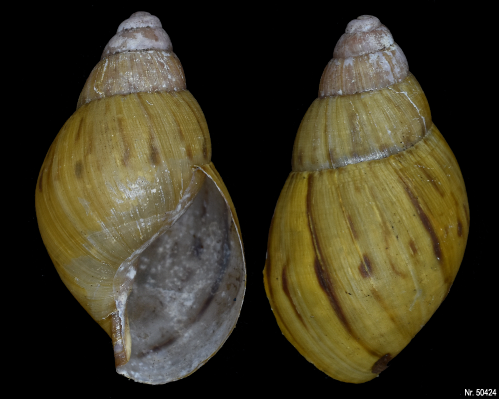 Lissachatina zanzibarica