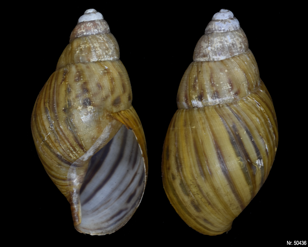 Lissachatina zanzibarica