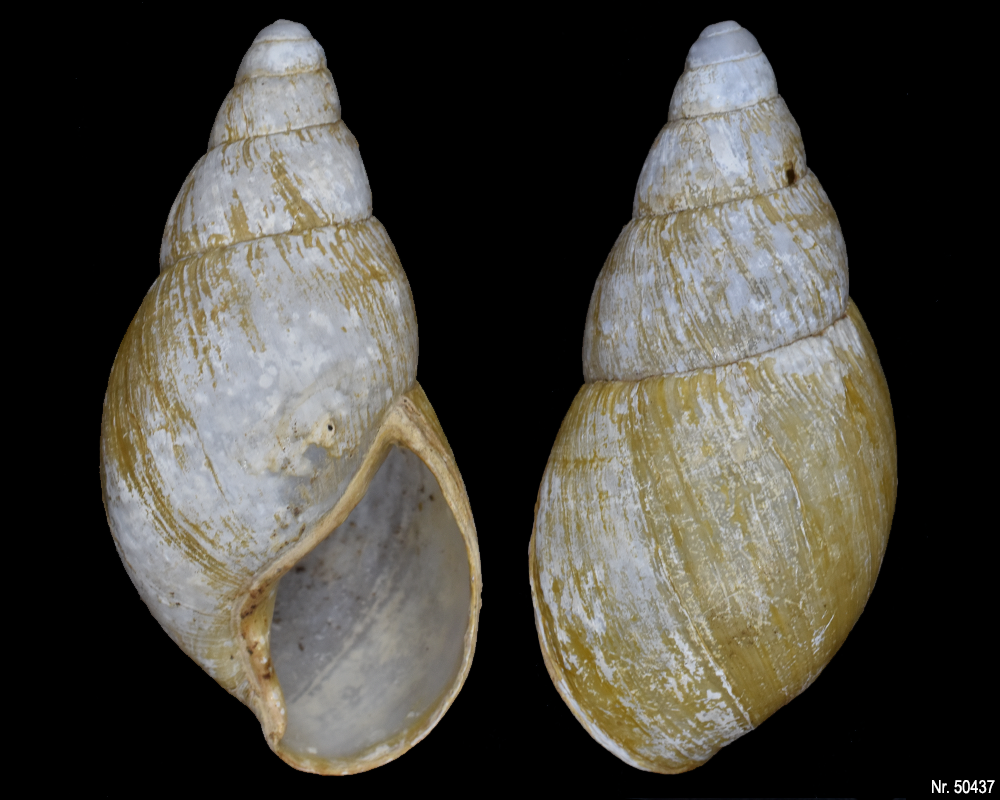 Lissachatina iredalei