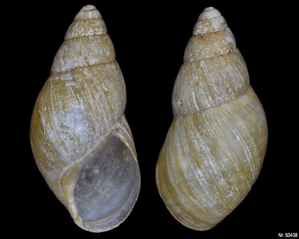 Lissachatina iredalei