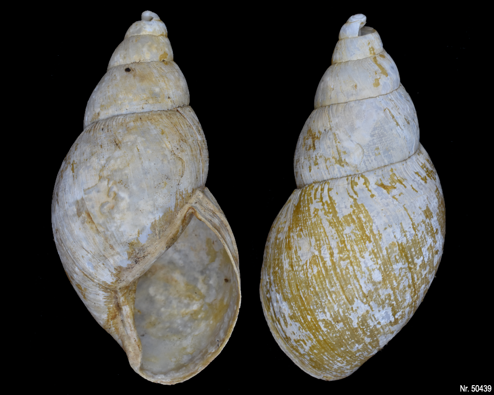 Lissachatina iredalei