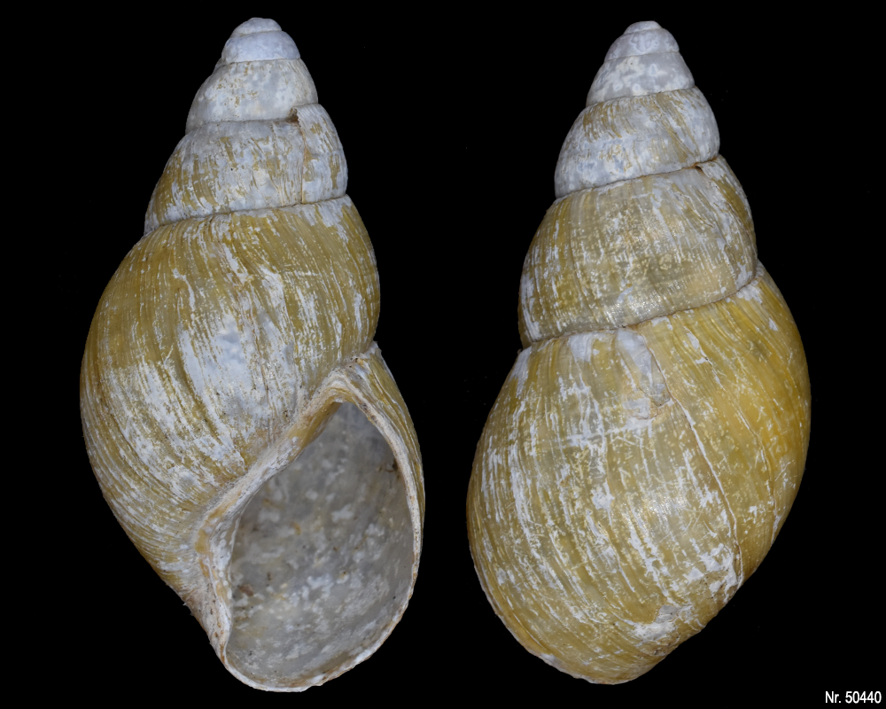 Lissachatina iredalei