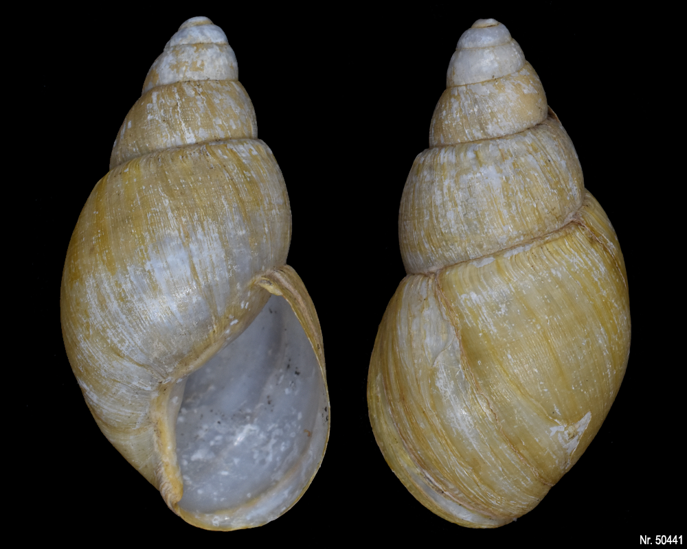 Lissachatina iredalei