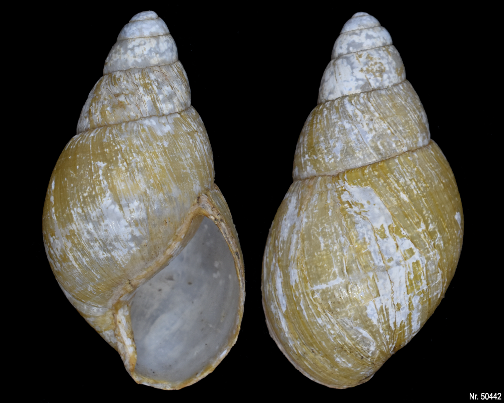 Lissachatina iredalei