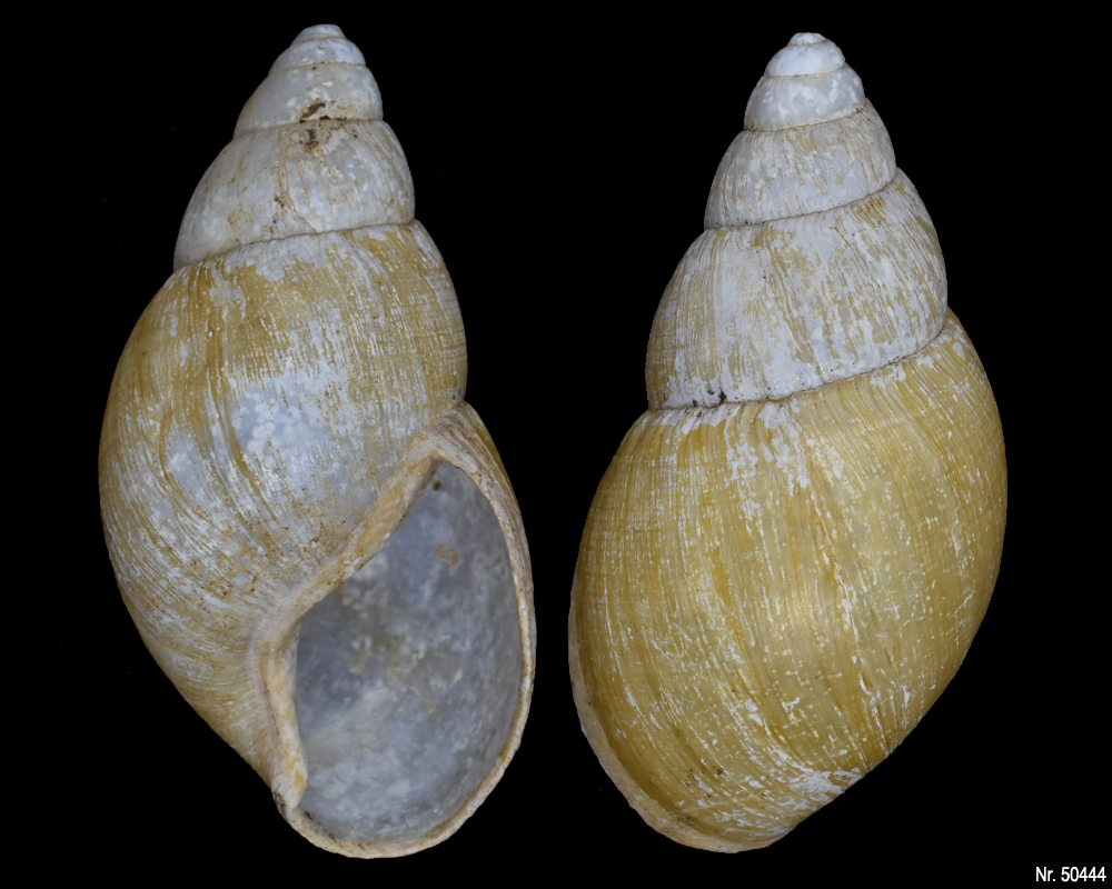 Lissachatina iredalei