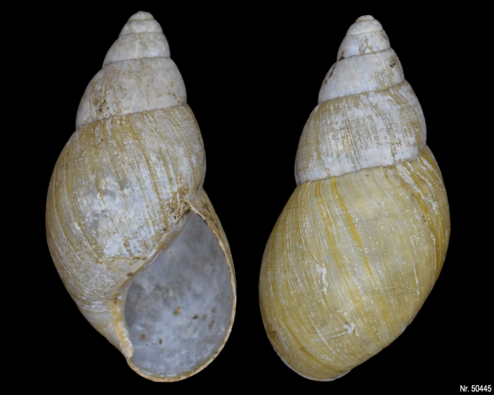 Lissachatina iredalei