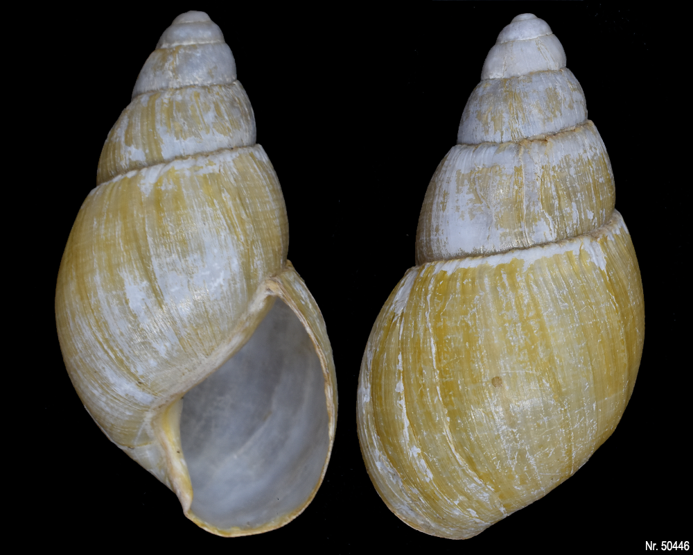 Lissachatina iredalei