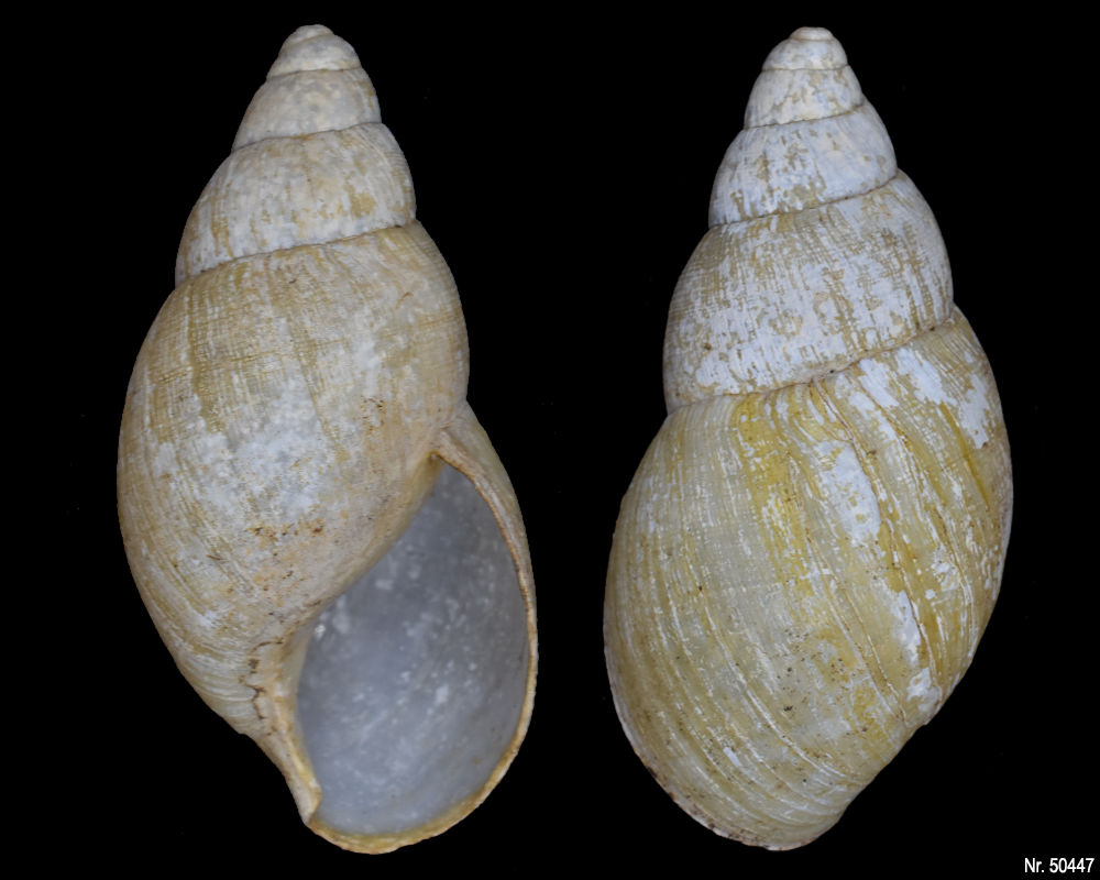 Lissachatina iredalei