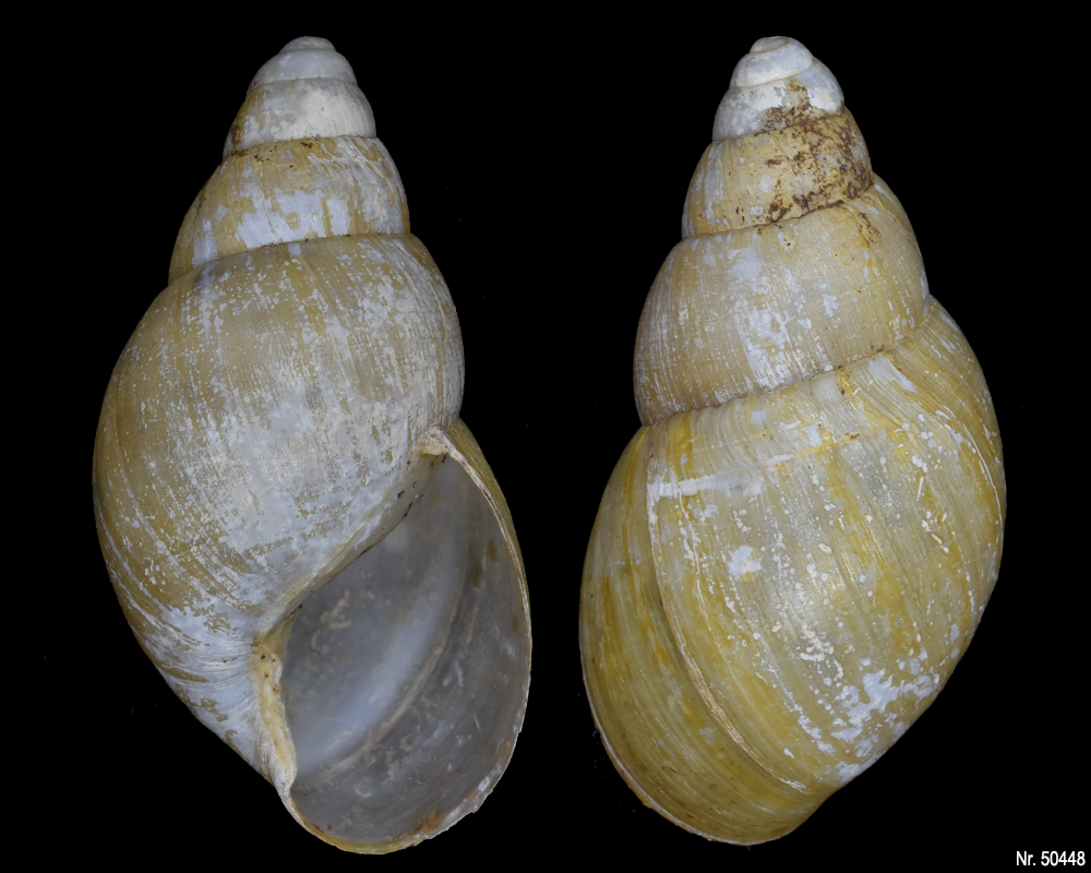 Lissachatina iredalei