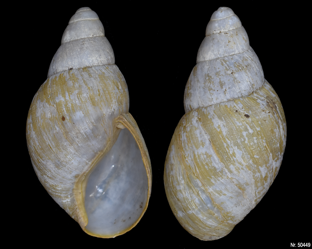 Lissachatina iredalei