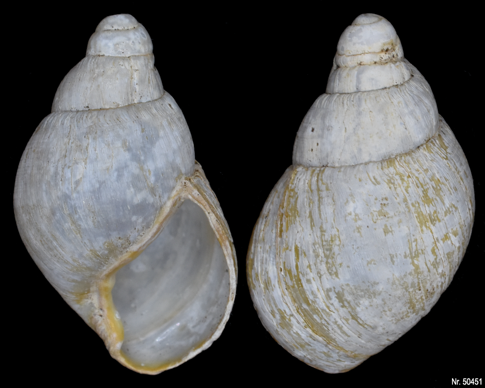 Lissachatina iredalei