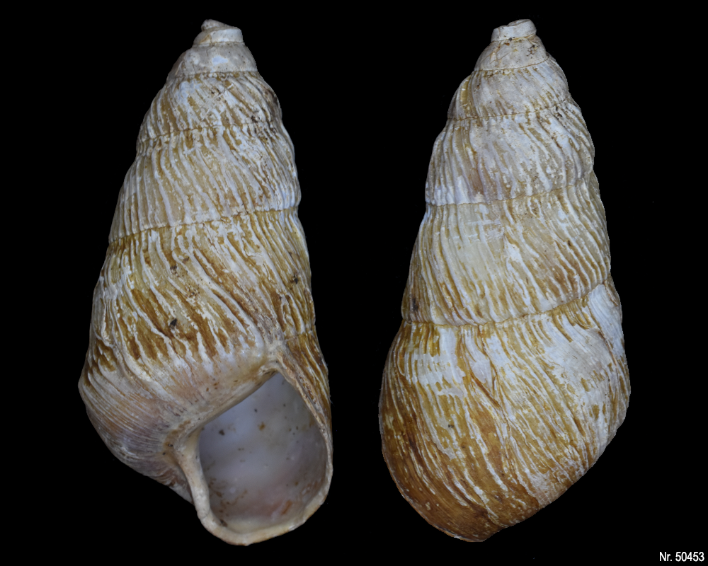 Pseudachatina leaiana