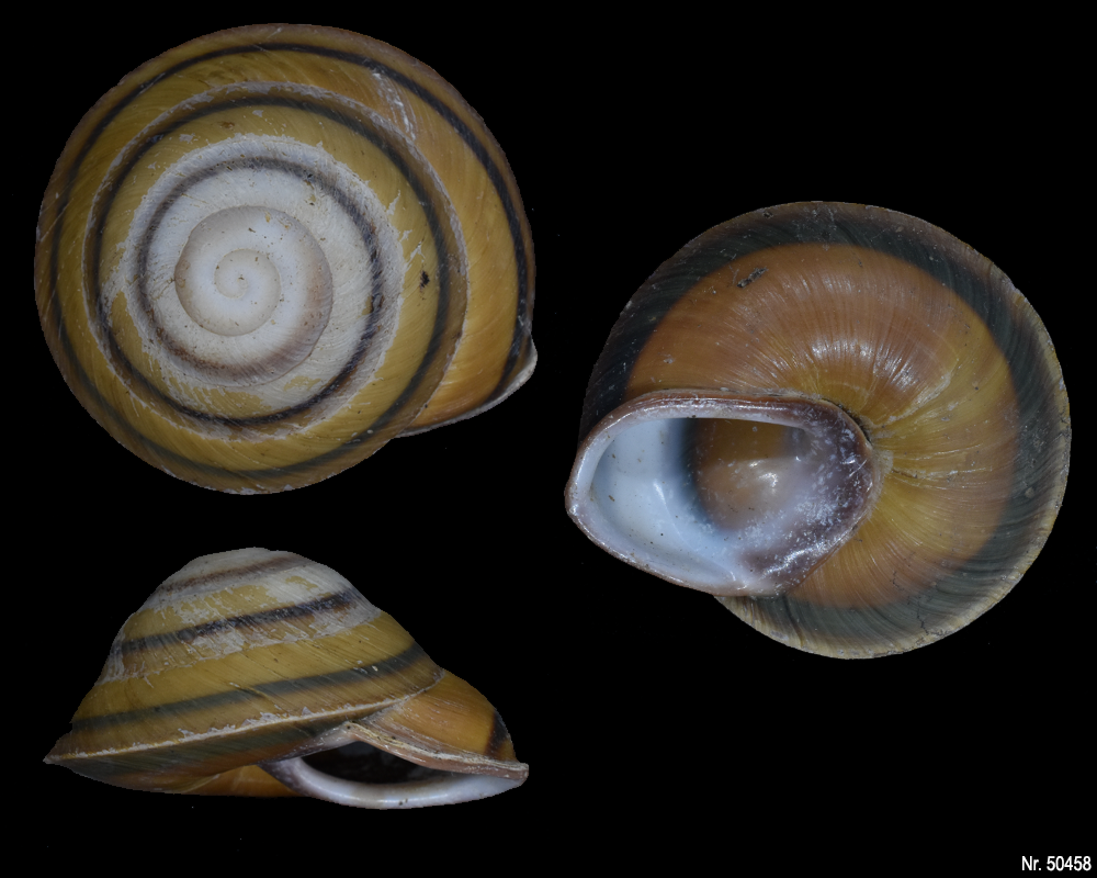 Caracolus marginella semiaperta