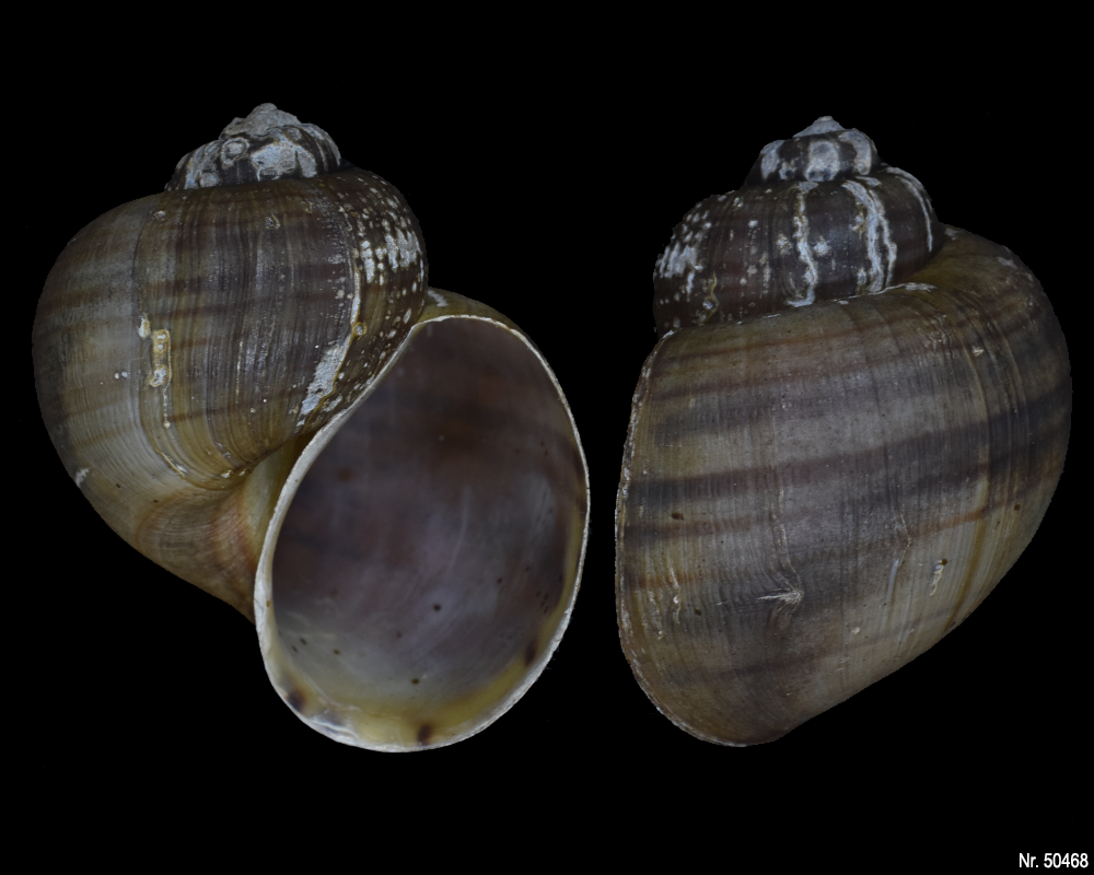 Pomacea bridgesi