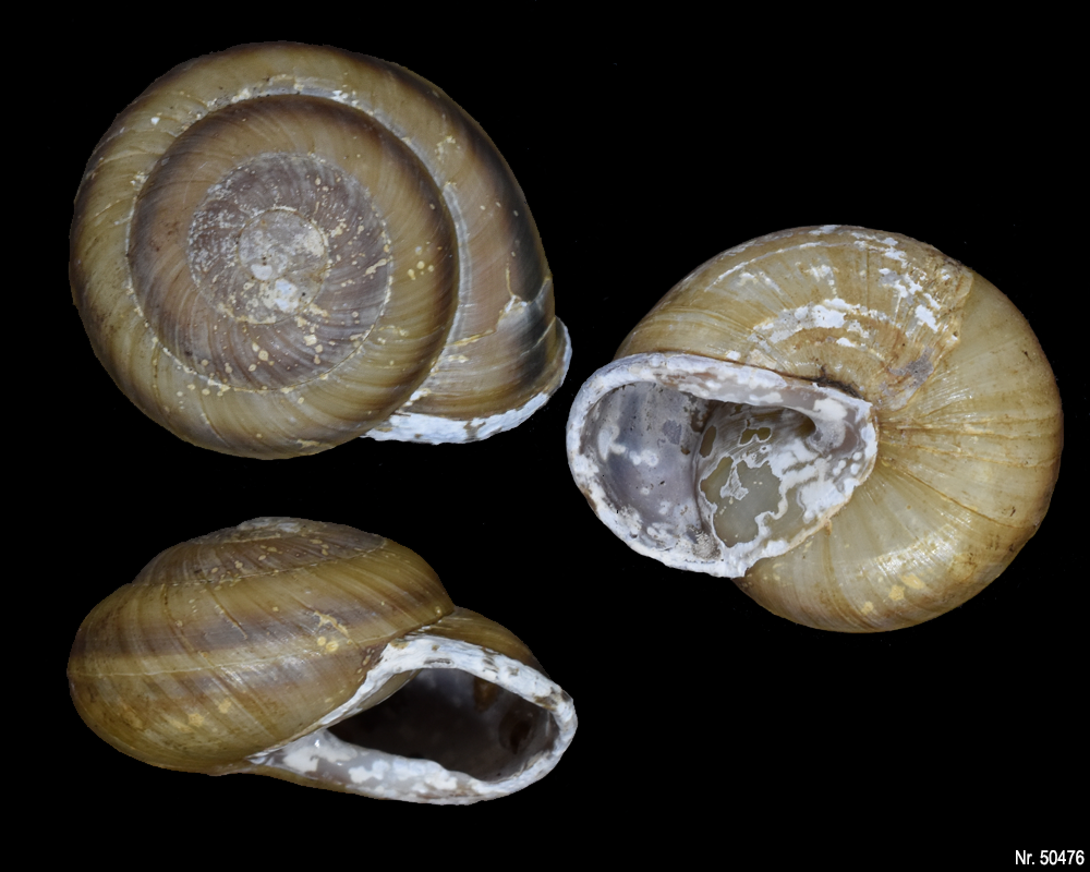 Pleurodonte isabella