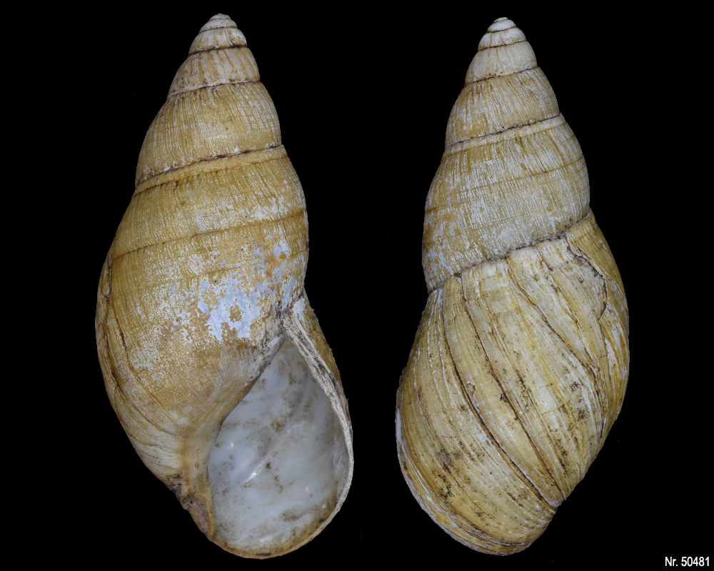 Lissachatina iredalei