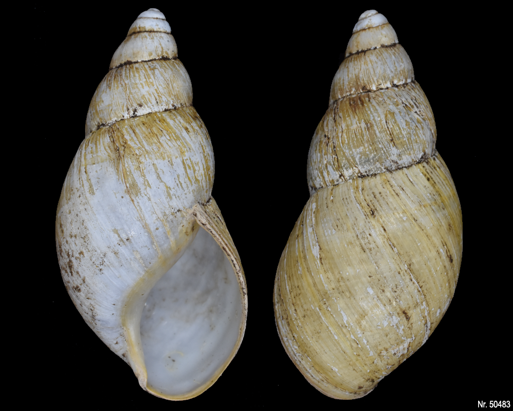 Lissachatina iredalei