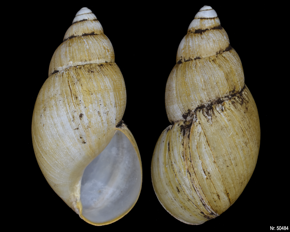 Lissachatina iredalei