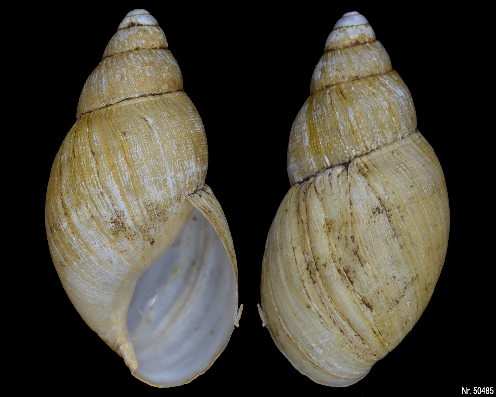 Lissachatina iredalei