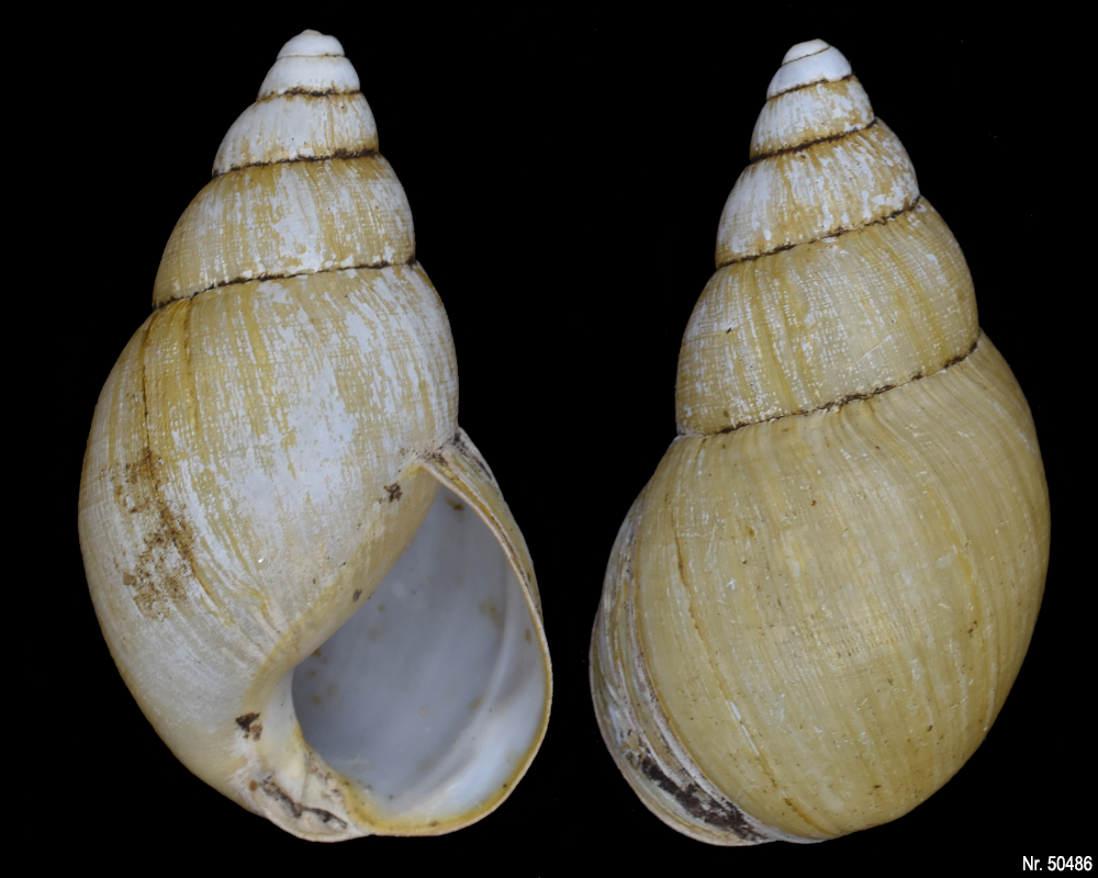 Lissachatina iredalei