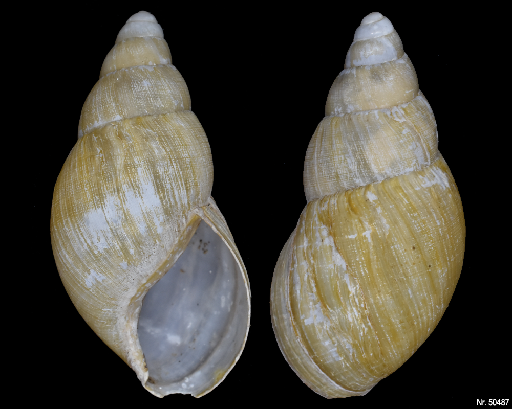 Lissachatina iredalei