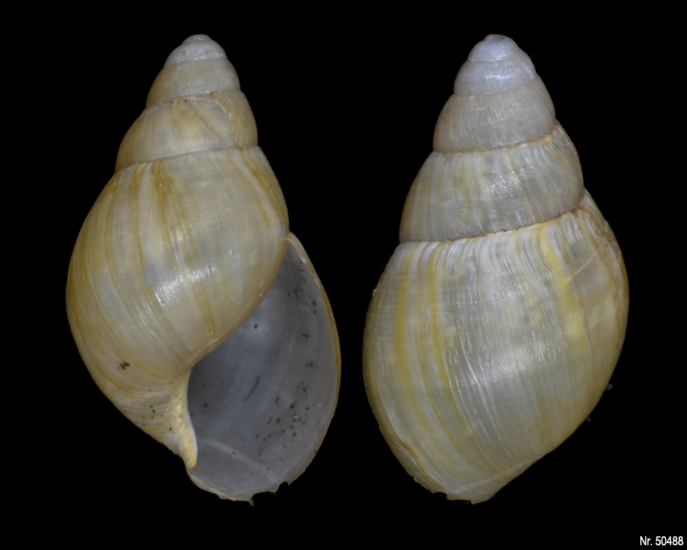 Lissachatina iredalei