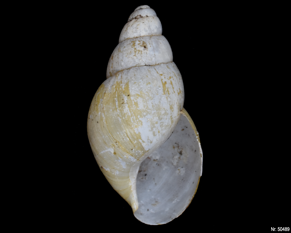 Lissachatina iredalei