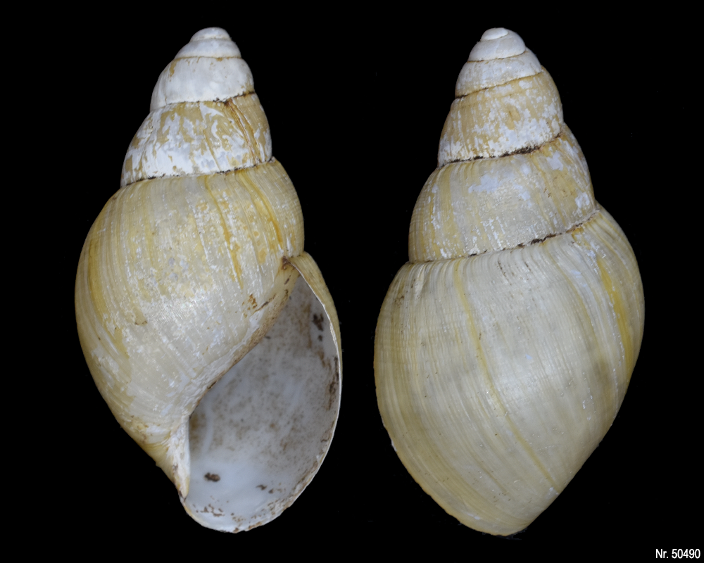 Lissachatina iredalei