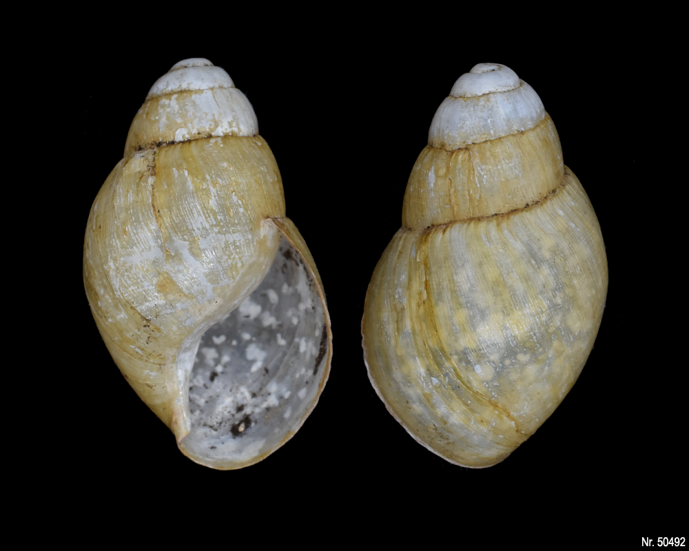 Lissachatina iredalei