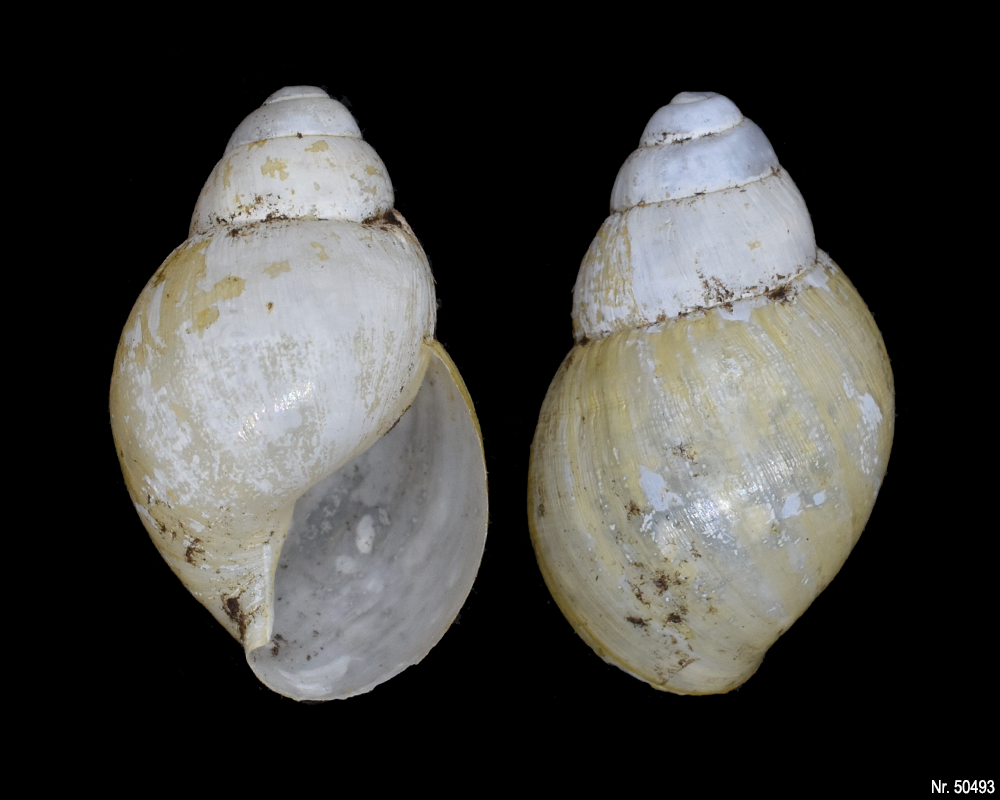 Lissachatina iredalei