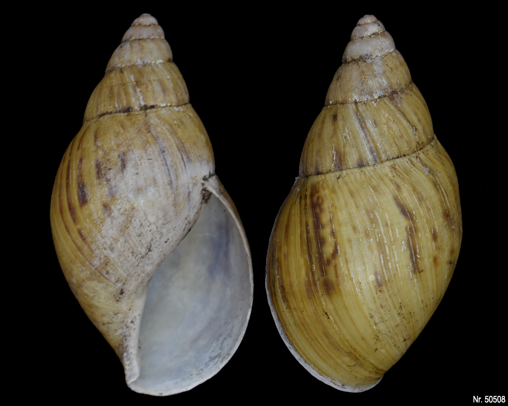 Lissachatina zanzibarica