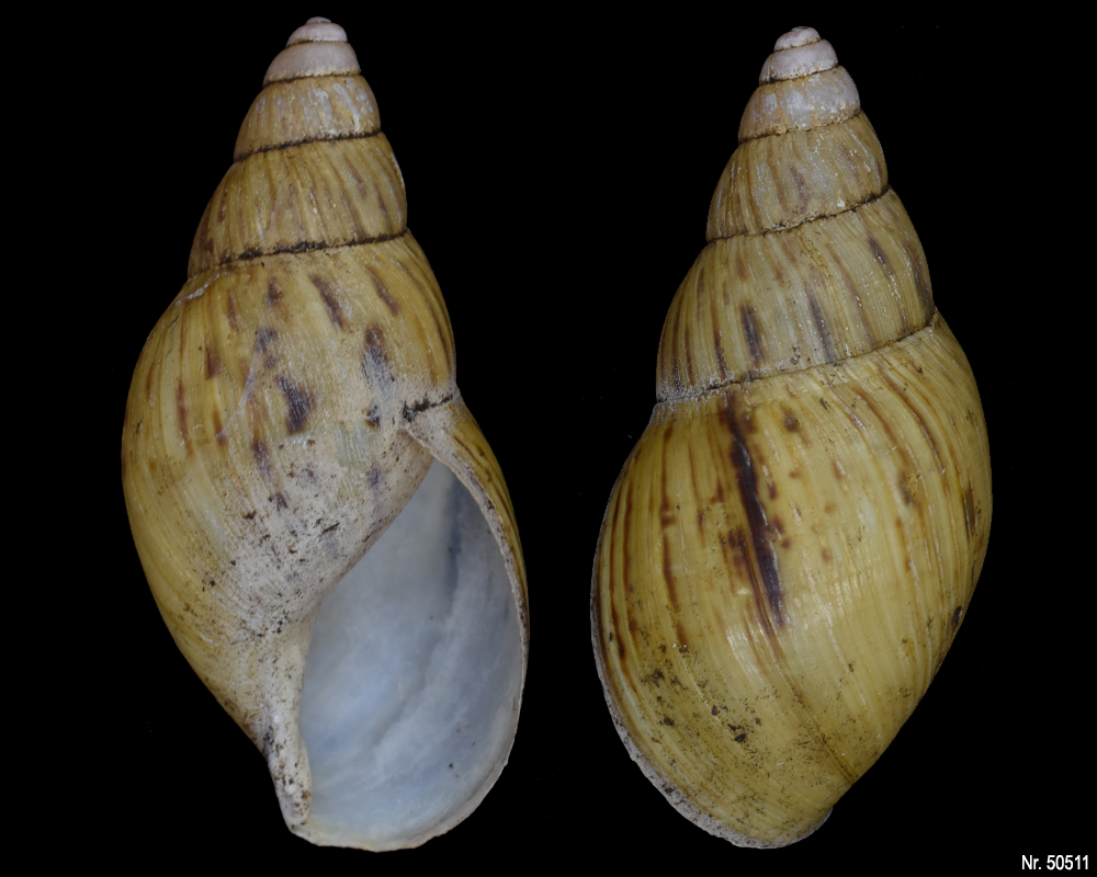 Lissachatina zanzibarica