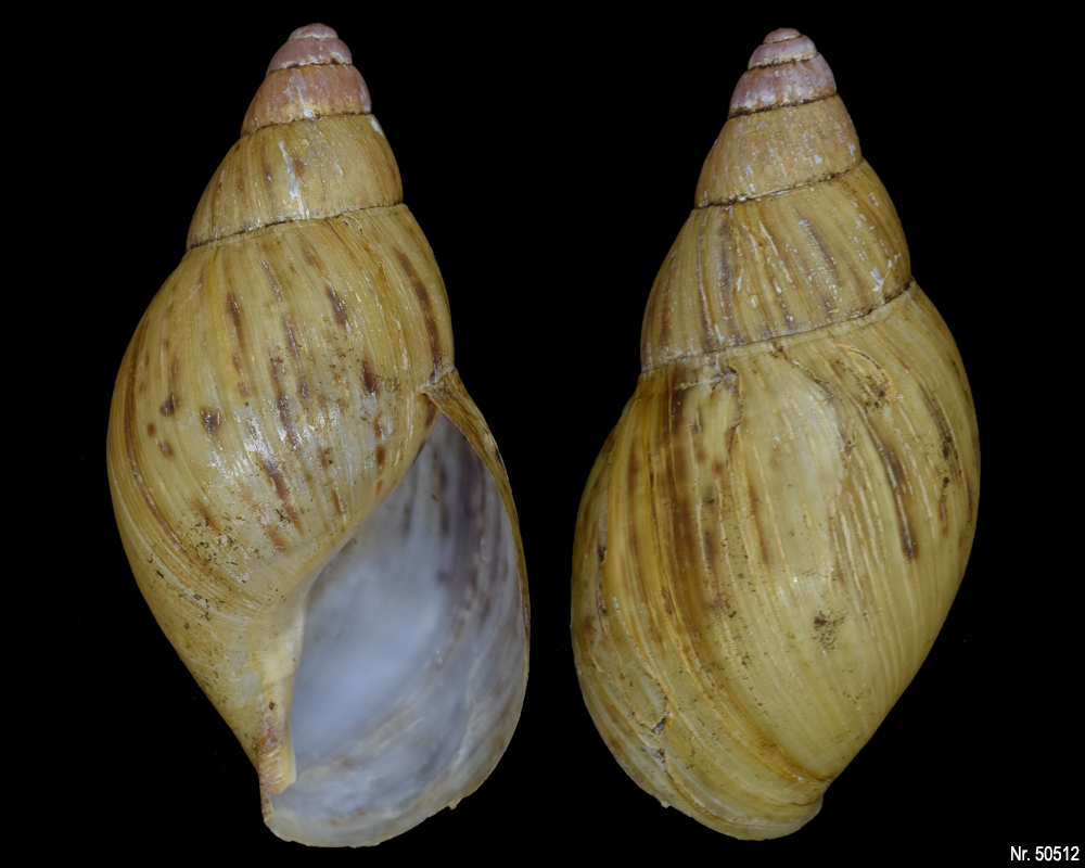 Lissachatina zanzibarica