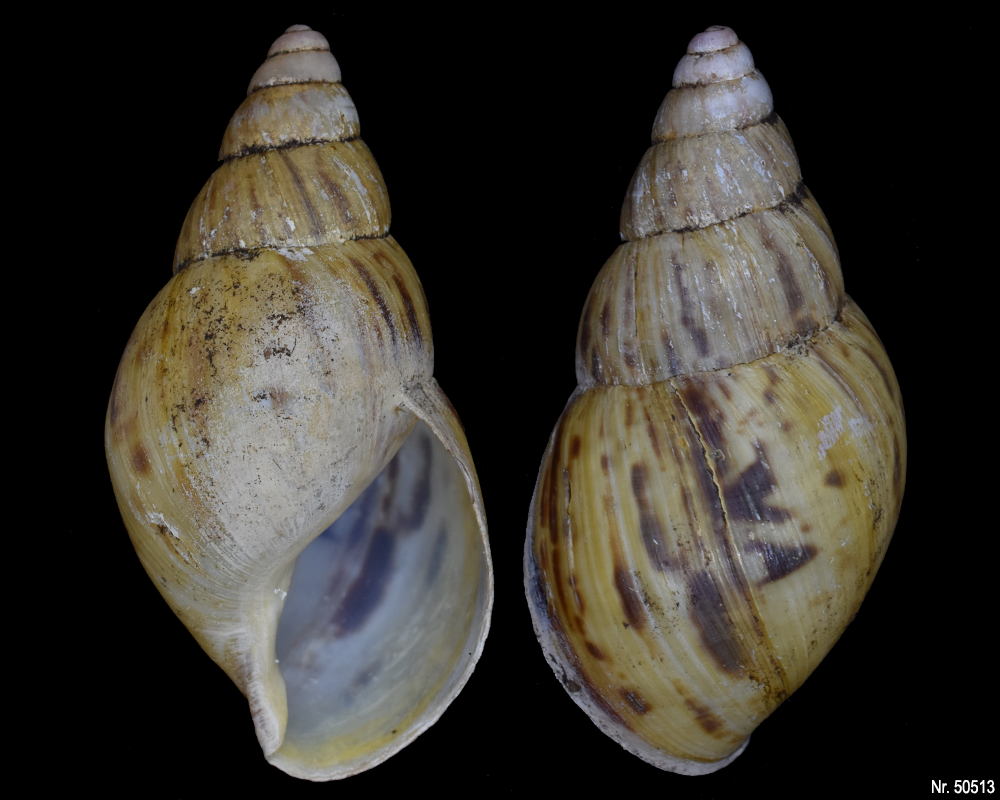 Lissachatina zanzibarica