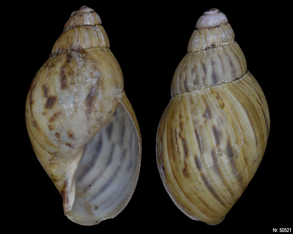 Lissachatina zanzibarica