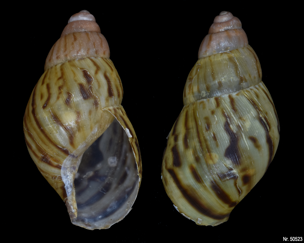 Lissachatina zanzibarica