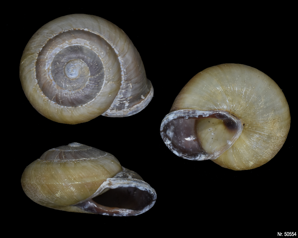 Pleurodonte isabella