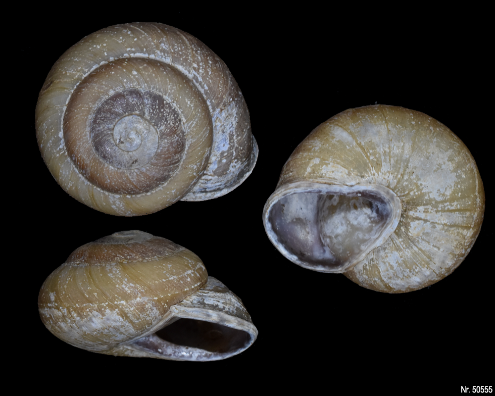 Pleurodonte isabella