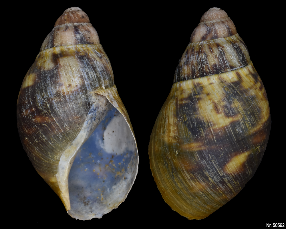 Archachatina marginata eduardi