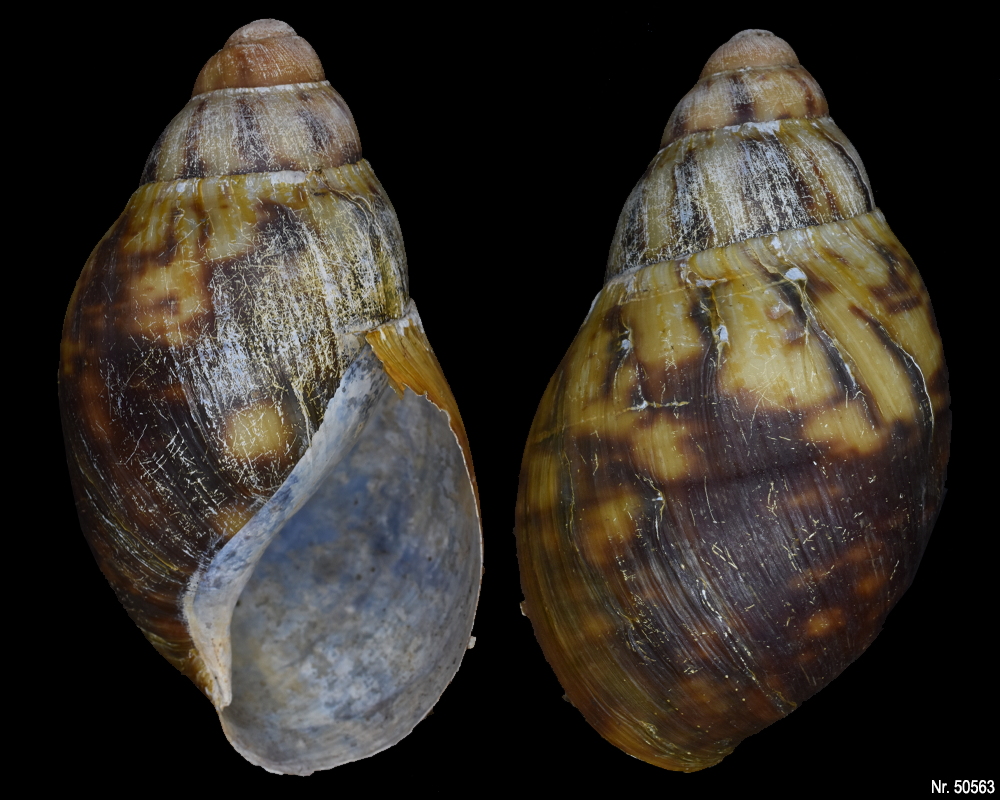 Archachatina marginata eduardi