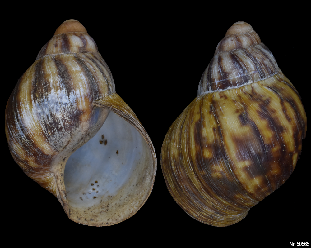 Archachatina marginata eduardi